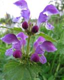 Lamium maculatum. Соцветие. Московская обл., Одинцовский р-н, с. Никольское. 16.05.2010.