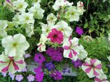 Petunia × atkinsiana. Верхушки цветущих растений. Москва, Новогиреево, ул. Кусковская, в культуре. 10.08.2016.