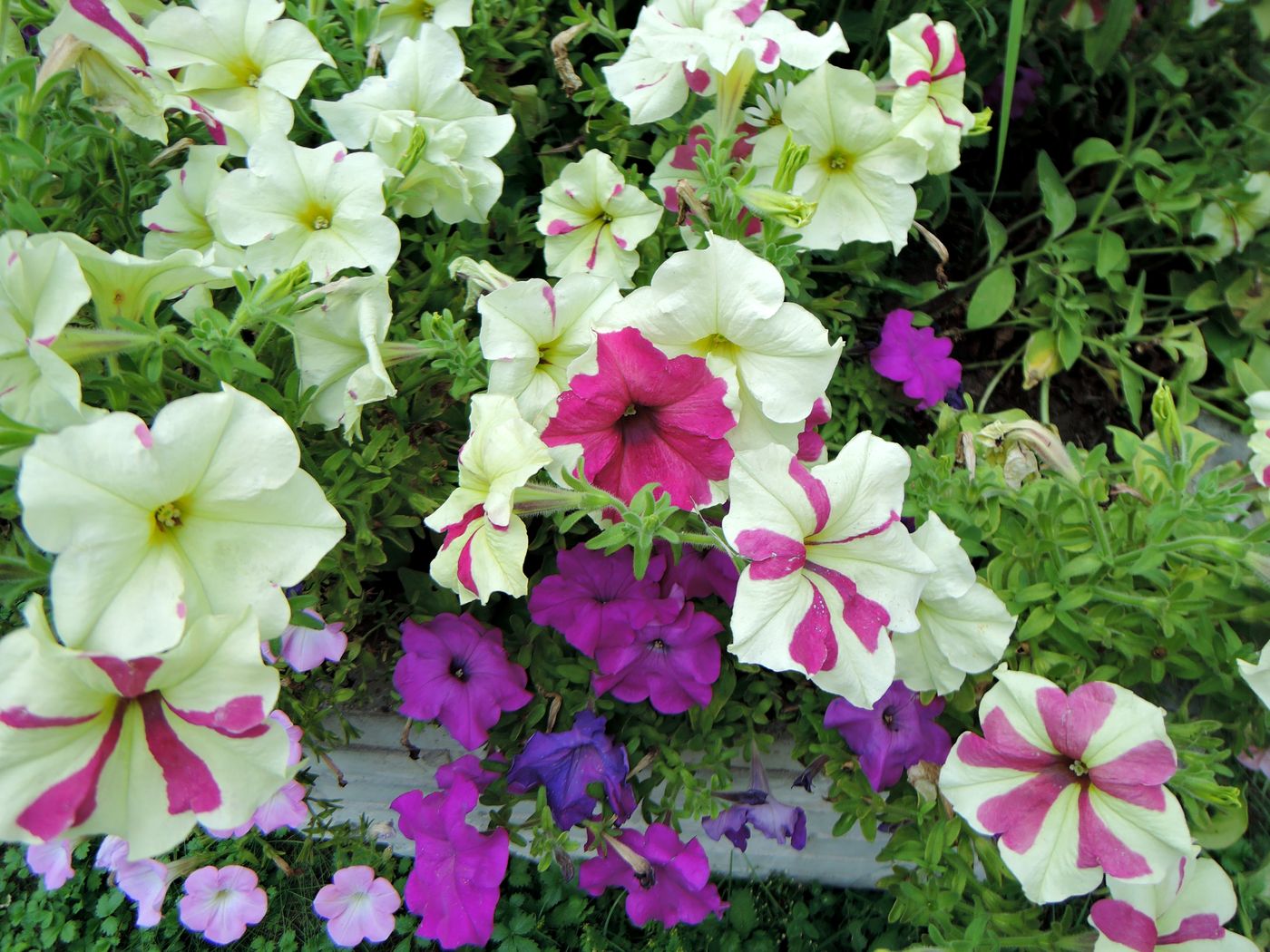 Изображение особи Petunia &times; hybrida.