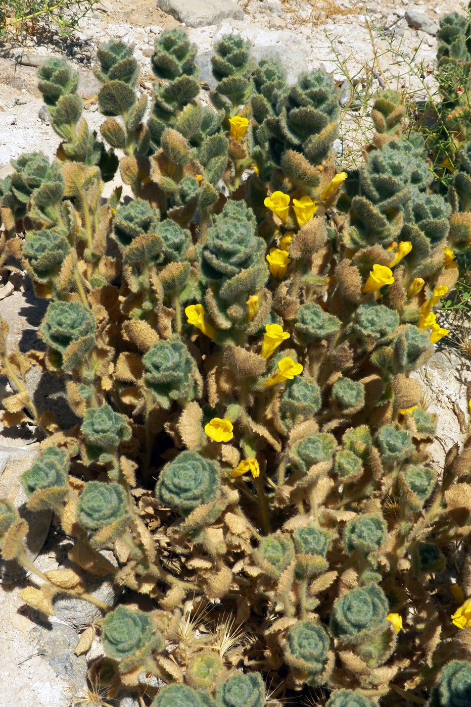 Image of Spirostegia bucharica specimen.