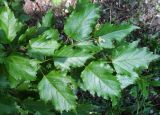 Acer ginnala