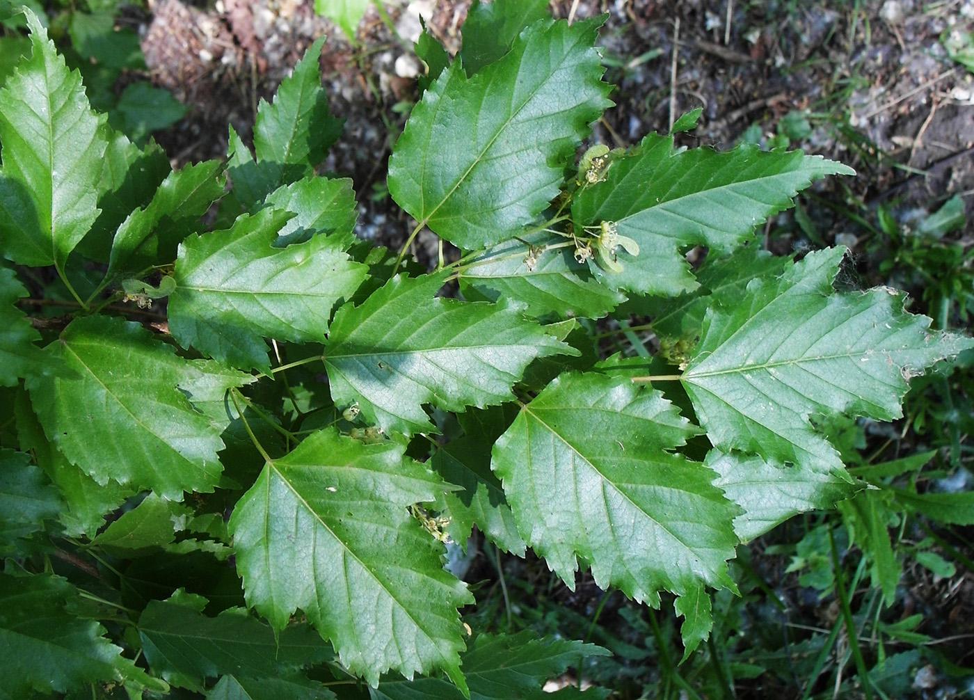 Image of Acer ginnala specimen.