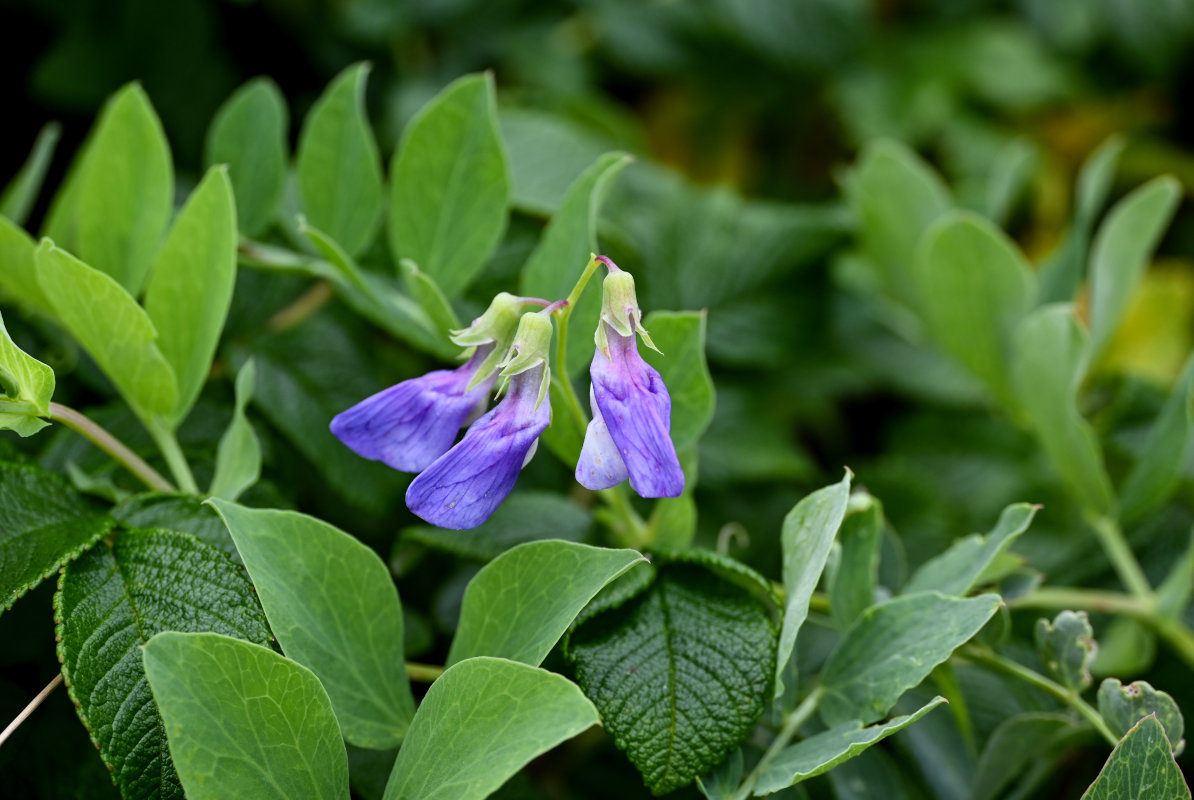 Изображение особи Lathyrus japonicus.