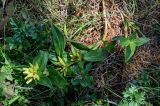 Gentiana cruciata. Растение с бутонами (белоцветковая форма). Чечня, Веденский р-н, долина р. Ахкичу, луговой склон. 26.07.2022.