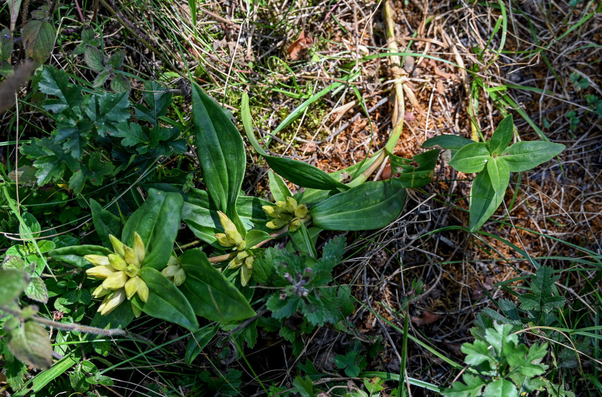 Image of Gentiana cruciata specimen.