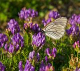 Astragalus danicus. Соцветия с кормящейся бабочкой-боярышницей. Свердловская обл., Карпинский ГО, окр. Башенёвсого моста, долина р. Каква, зарастающий галечник. 9 июня 2023 г.