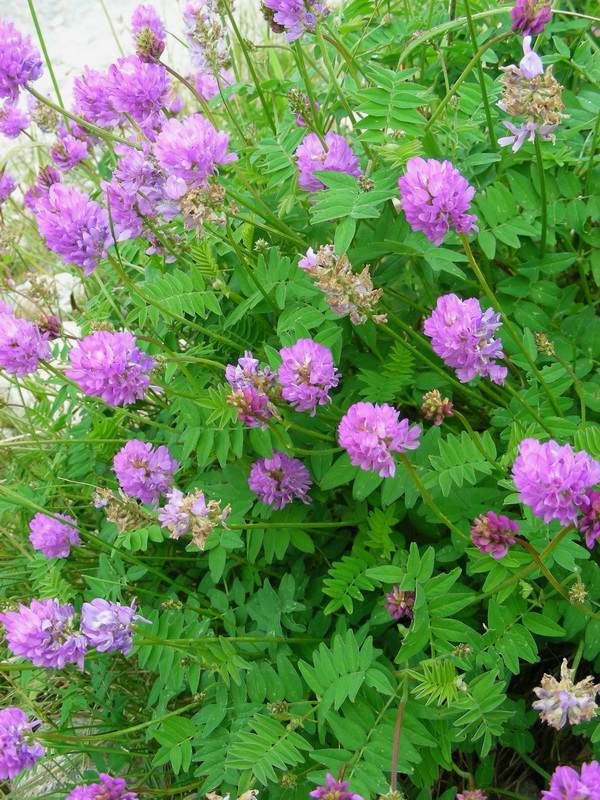 Изображение особи Astragalus hemiphaca.