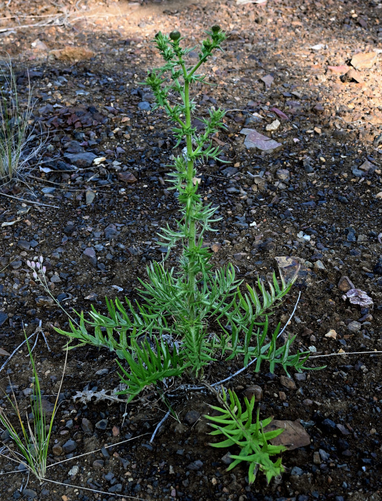 Изображение особи Cirsium serrulatum.