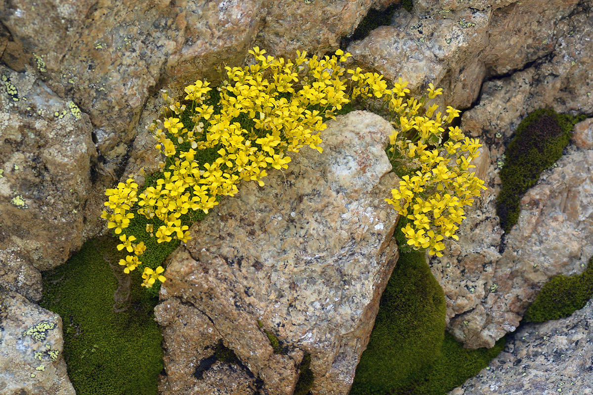 Изображение особи Draba bryoides.