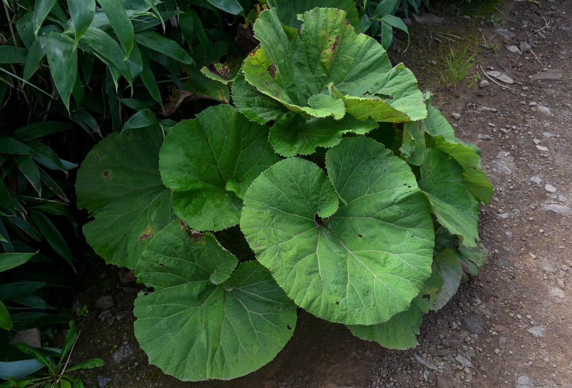 Image of Petasites amplus specimen.