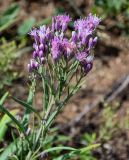 Jurinea multiflora