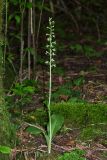 Platanthera × hybrida