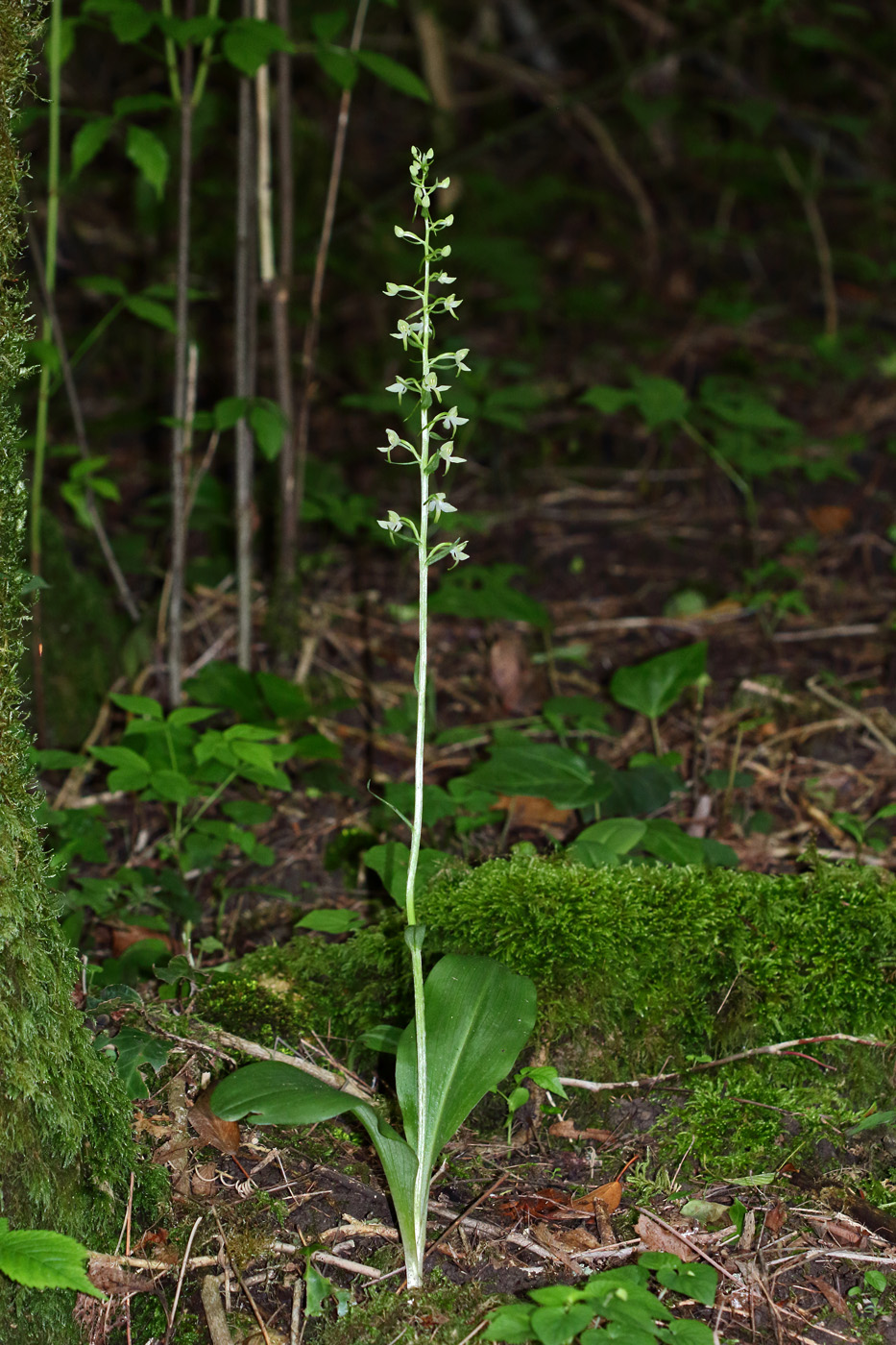 Image of Platanthera &times; hybrida specimen.
