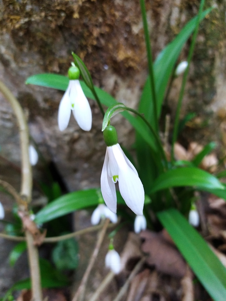 Image of Galanthus woronowii specimen.