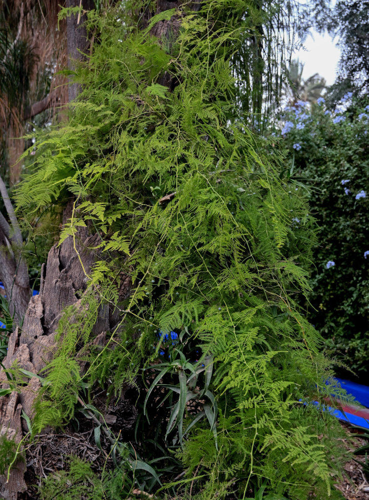 Image of Asparagus setaceus specimen.