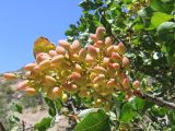 Pistacia vera