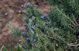 Rosmarinus officinalis. Ветви цветущего растения. Марокко, обл. Марракеш - Сафи, хр. Высокий Атлас, перевал Тизи-н'Тишка, ≈ 2000 м н.у.м., каменистый сухой склон. 01.01.2023.