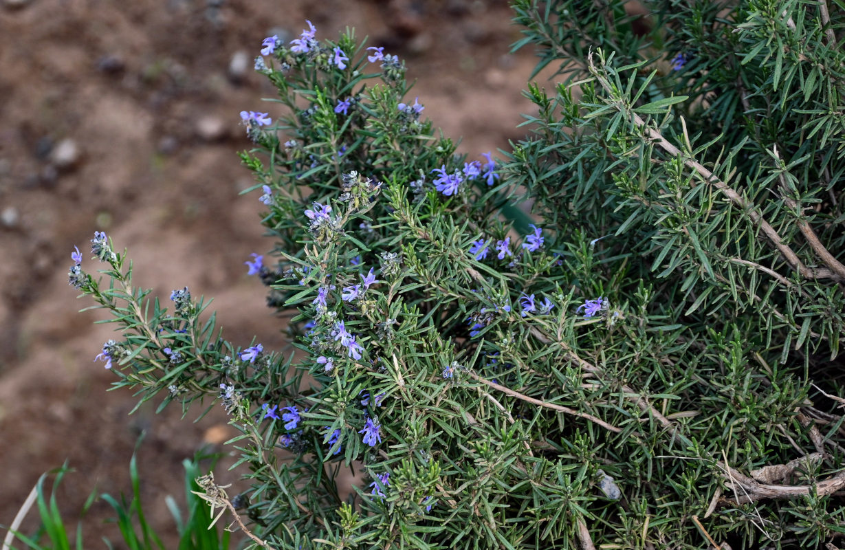 Image of Rosmarinus officinalis specimen.