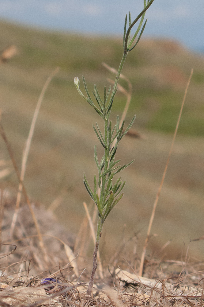 Image of Delphinium paniculatum specimen.