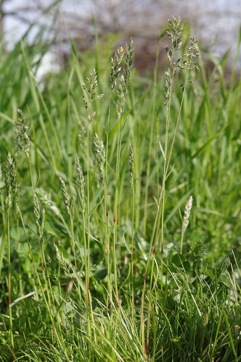 Изображение особи Poa bulbosa.