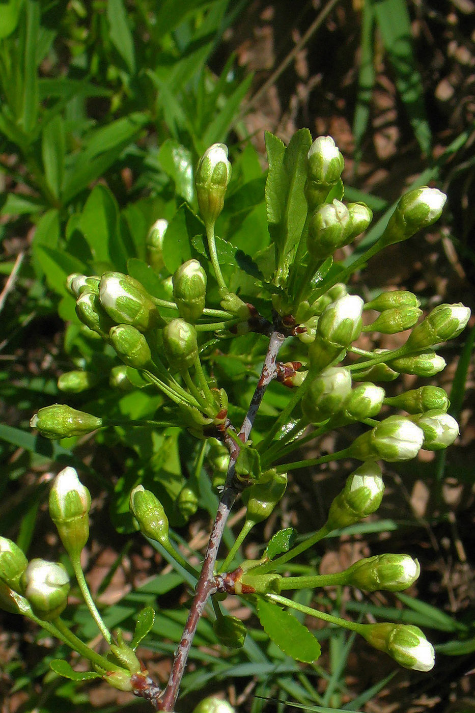 Изображение особи Cerasus fruticosa.