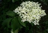 Sambucus nigra