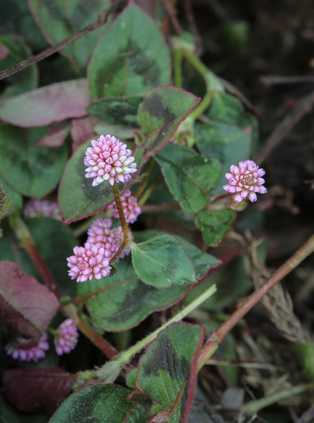 Image of Persicaria capitata specimen.