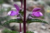 Phlomoides zenaidae. Часть соцветия с цветками и бутонами. Казахстан, Алматинская обл., хр. Торайгыр, галечниковый склон. 6 мая 2024 г.