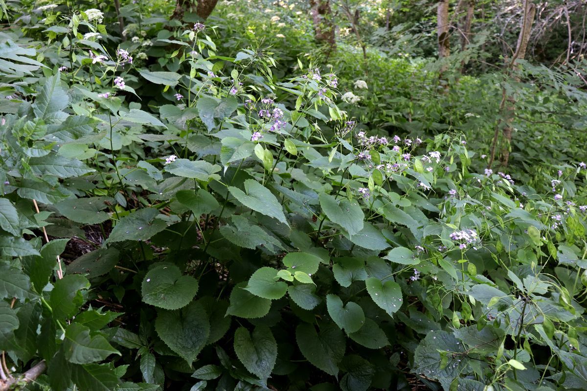 Image of Lunaria rediviva specimen.