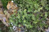 Alchemilla tephroserica