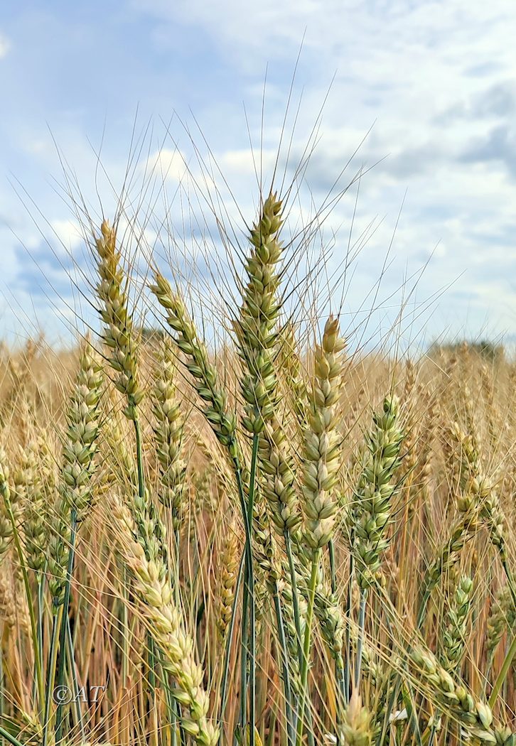 Изображение особи род Triticum.