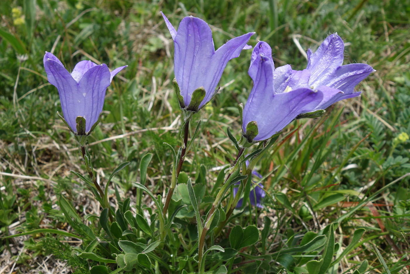 Изображение особи Campanula biebersteiniana.