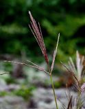 Miscanthus sinensis