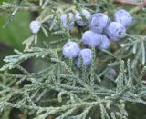 Juniperus