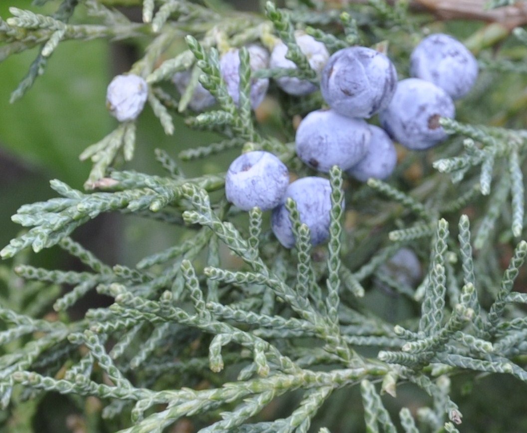 Изображение особи род Juniperus.