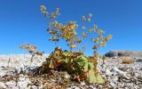 род Alchemilla