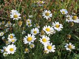 Tripleurospermum inodorum