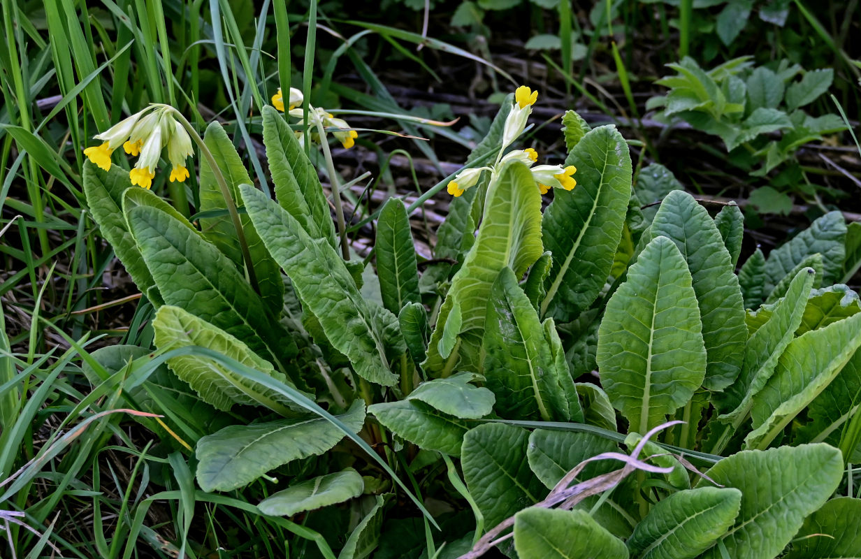 Image of Primula macrocalyx specimen.