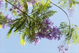 Jacaranda mimosifolia. Верхушка побега с соцветием. Турция, г. Анталья, Dokuma Park, в культуре. 01.06.2024.