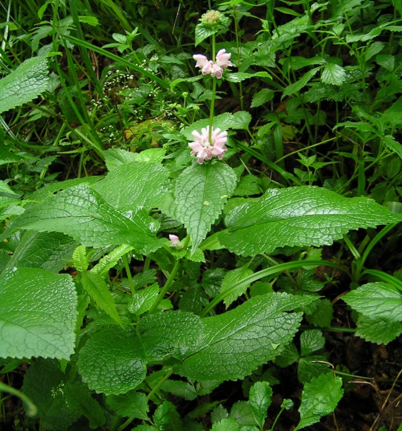 Image of Phlomoides maximowiczii specimen.