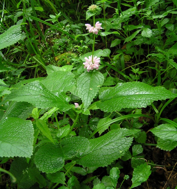 Изображение особи Phlomoides maximowiczii.