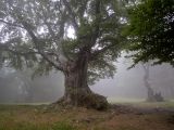 Fagus × taurica. Старое дерево с прикорневыми отростками в густом тумане. Крым, Южный Берег, окр. Ангарского перевала, поляна рядом с посаженной рощей секвойядендронов. 27.05.2024.