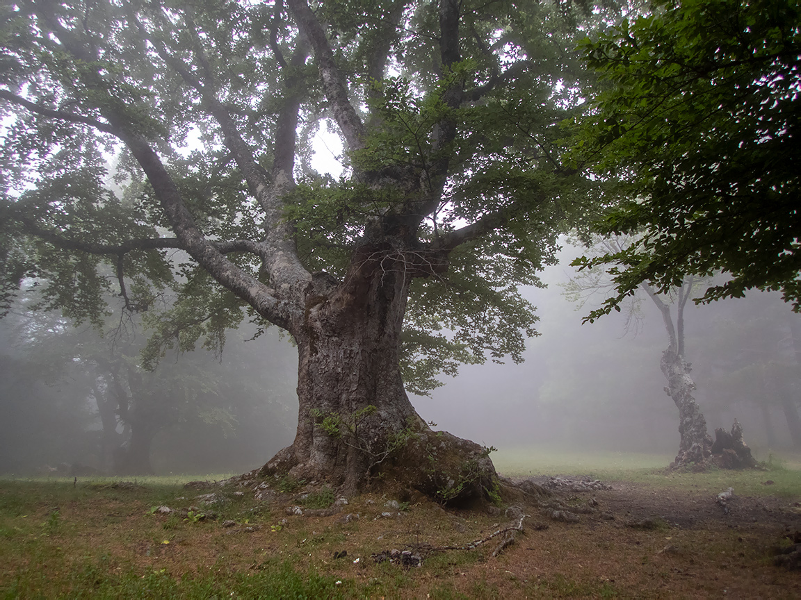 Image of Fagus &times; taurica specimen.