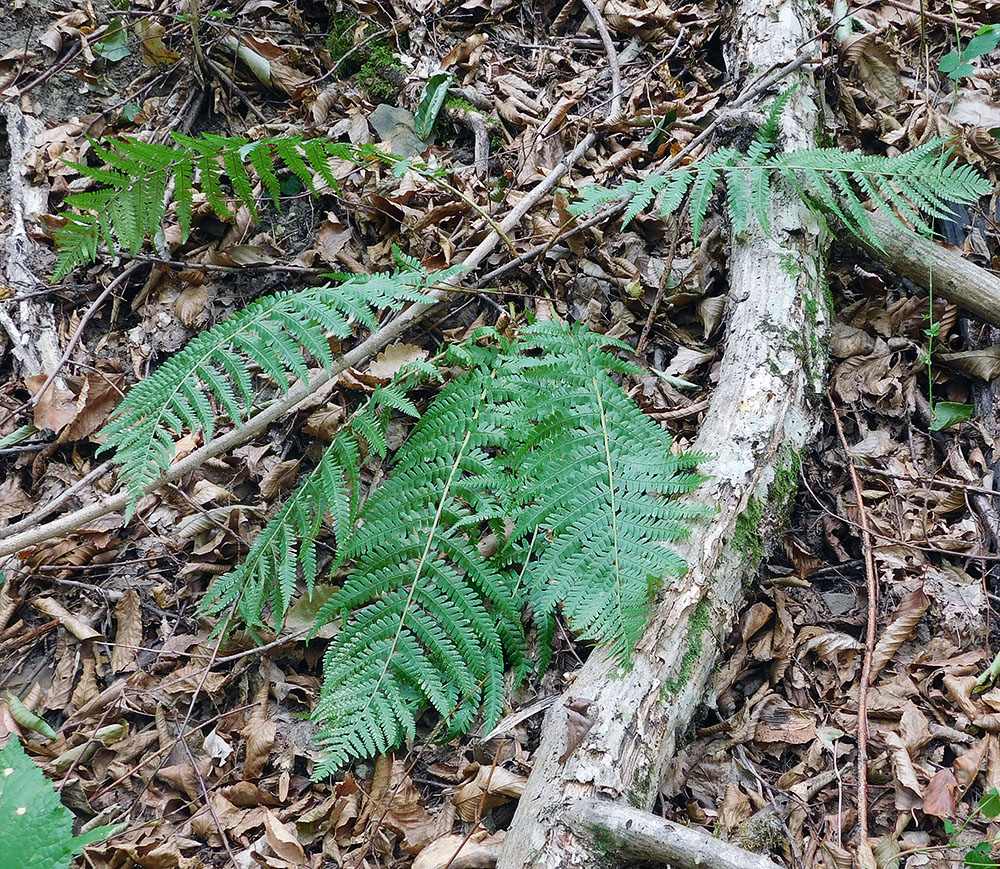 Image of Dryopteris filix-mas specimen.
