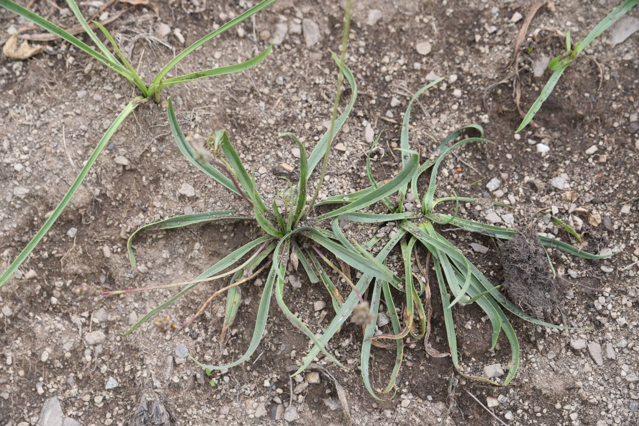 Изображение особи Plantago atrata.