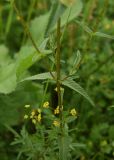 Rhinanthus vernalis