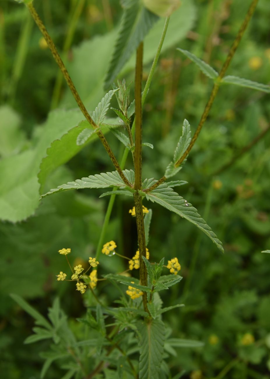 Изображение особи Rhinanthus vernalis.
