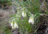 Onosma simplicissima