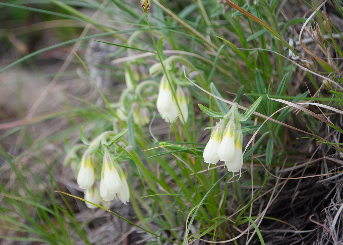 Изображение особи Onosma simplicissima.