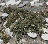 Mesembryanthemum nodiflorum